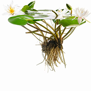 Water Lily Pro